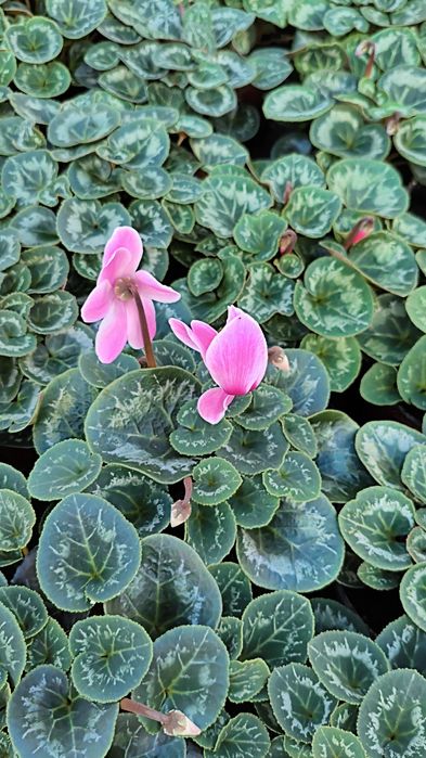 Продам цикламен оптом