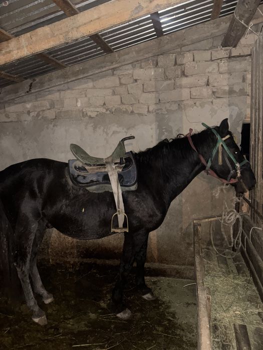 Жақсы айғыр қызыққандар болса хабарласыңдар келісеміз бағасын ұнаса ок