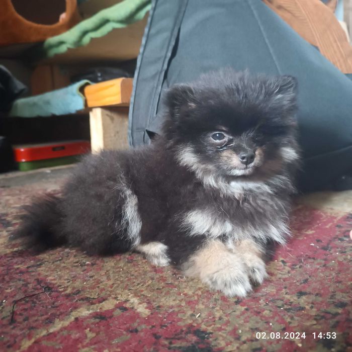 Потерялась собака шпиц