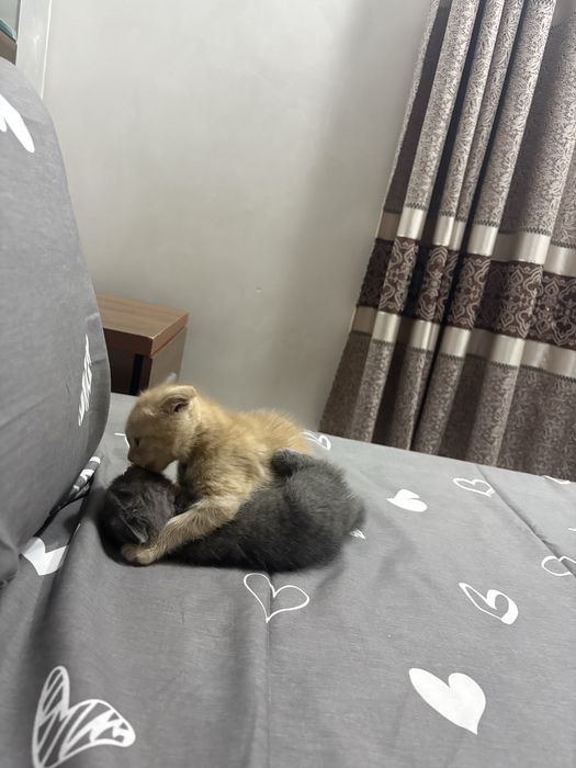 Породистые котят продается недорого