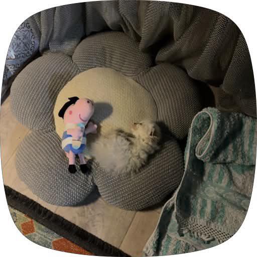 Скоттиш фолд,прямоушка