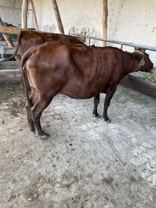 Yaxshi parvarish qilingan bugoz sigir sotiladi yeyishi yaxshi zotli