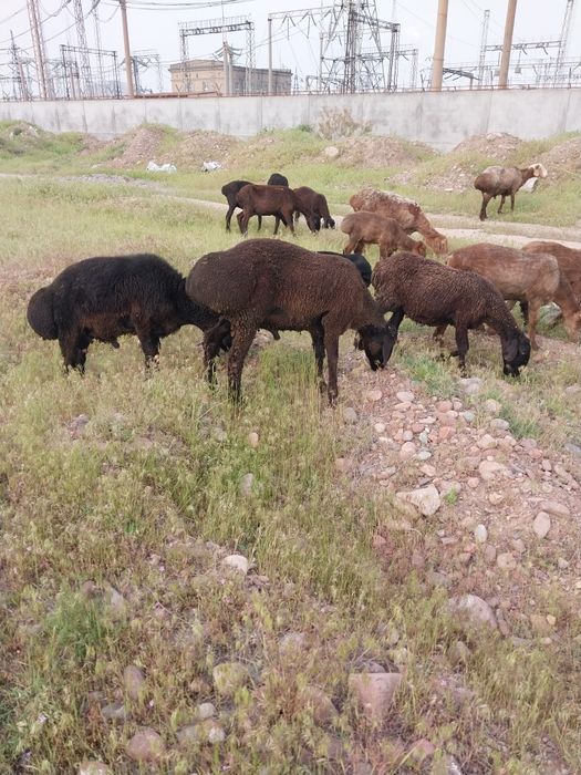 Куйва кучкорлар бор