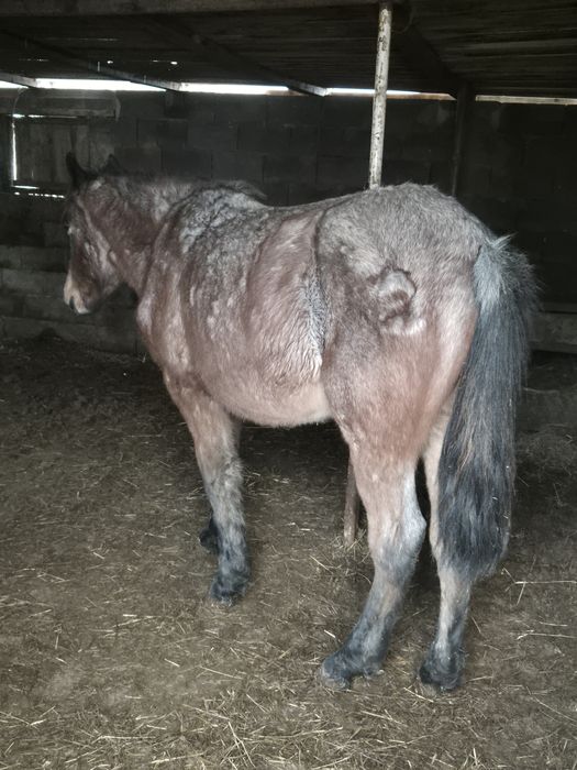 Продам тай девочка