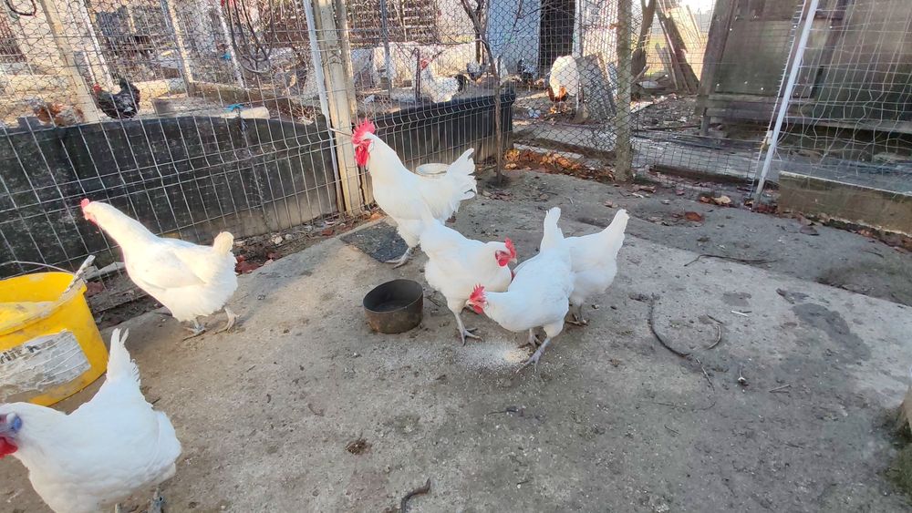 Familie La Bresse si cocoși