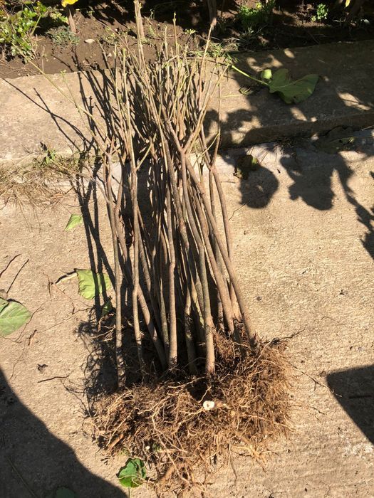 Puieti arbori platan Catalpa Bignonioides