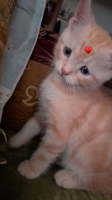 Отдам котенка кота