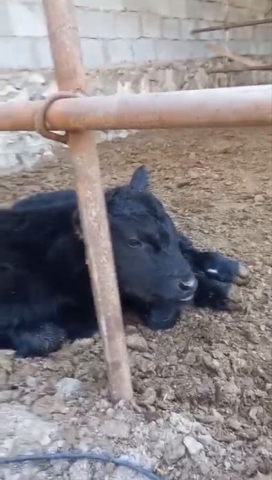 Toza qonli angus  1 qorin bolasi buqa