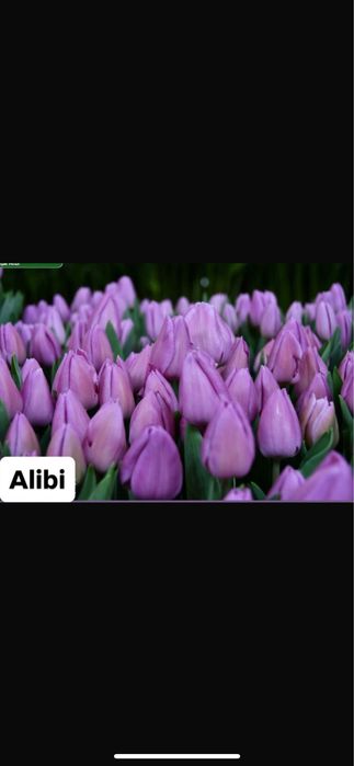 Тюльпаны к 8 марта