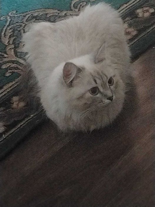 Кошка в добрые руки