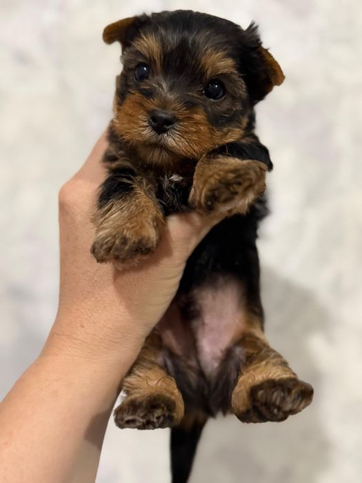 Йоркширские терьеры щенки