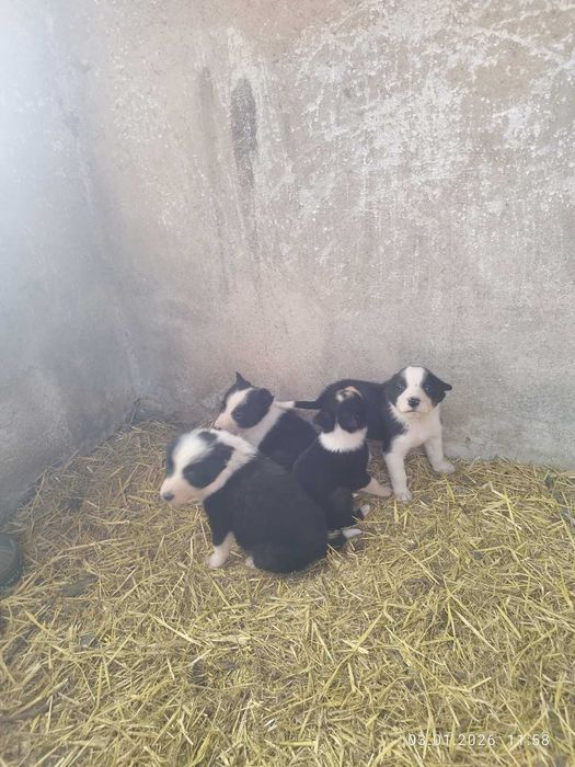 Продавам бордеро коли