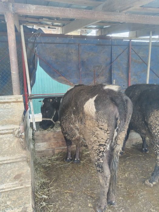 Продам тёлок стоят на откорме