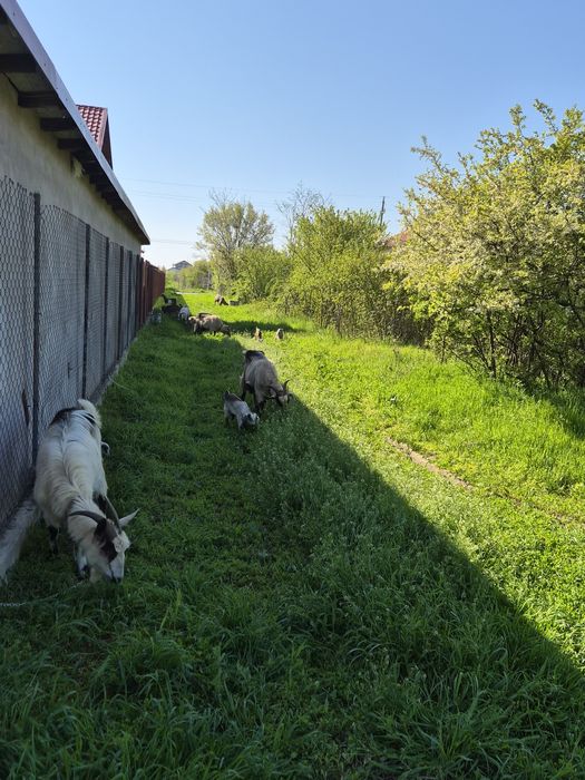Vând 2 tapi metis anglonubian de prasila si 8 iezi