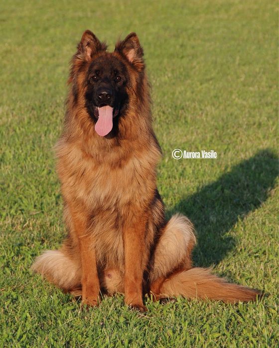 Mascul par lung cu pedigree top