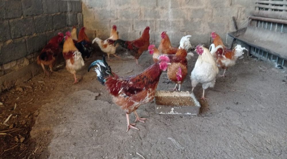 Продам петух Ломан Браун