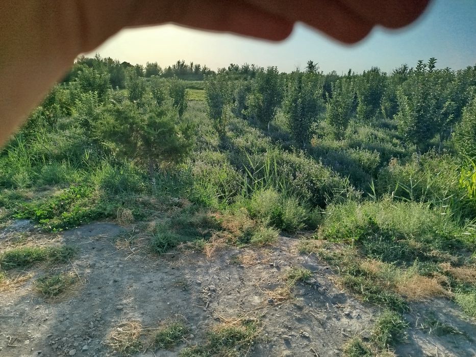 Õt sotiladi gullagan srochna