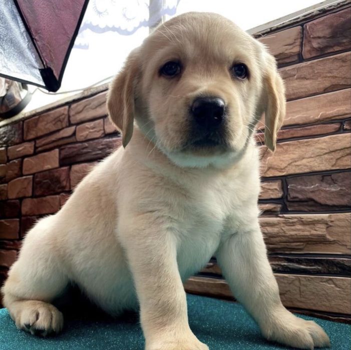 Продаются щенки лабрадора ретривера