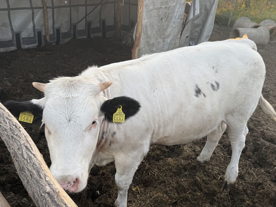 Viței Bălțată Românească / Simmental , 400-450 kg