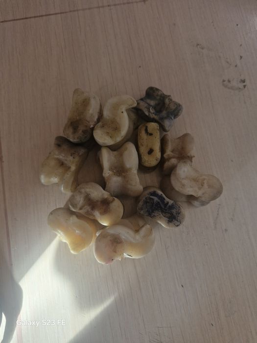 Асык сатылады быр штугы 100 тг