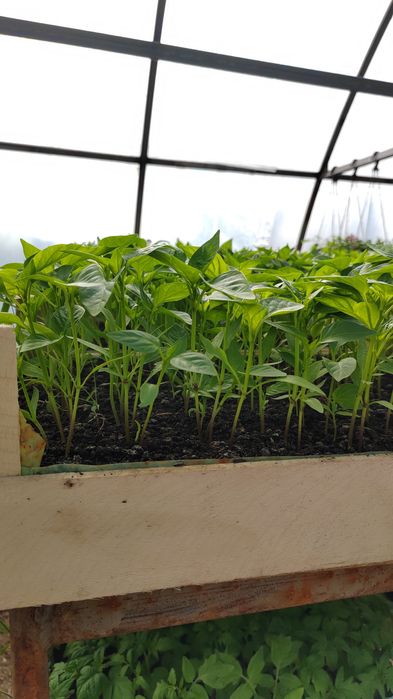 Рассада томатов перца баклажан огурец