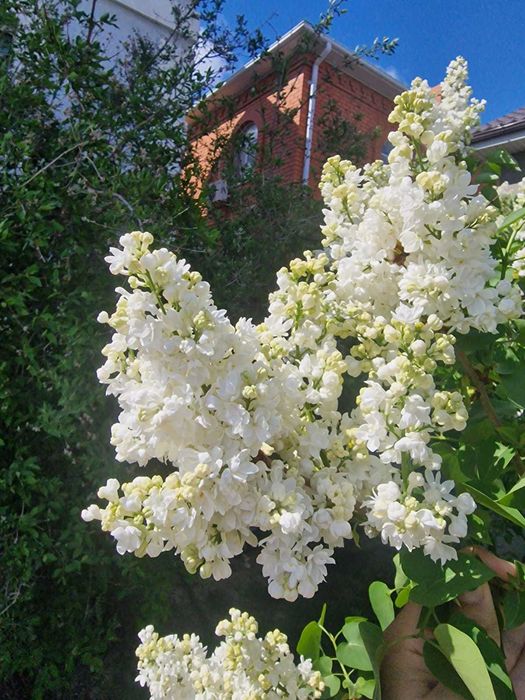 сирень белая, фиолетовая