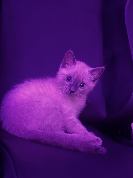 отдам котенка в добрые руки