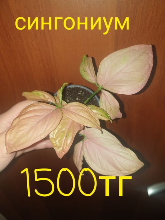 Продам комнатные растения