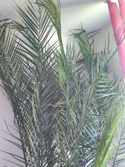 Финикова Палма    много голяма