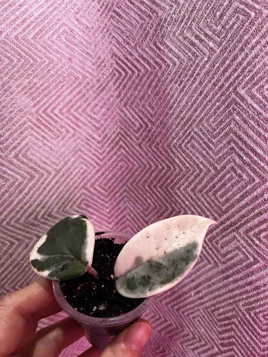 Хойи , укорененные черенки