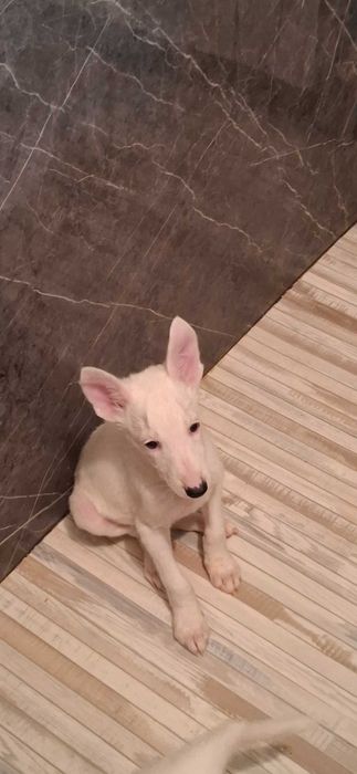 отдам в добрые руки щенков