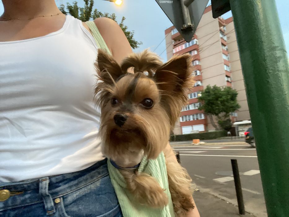 Pet sitter privat