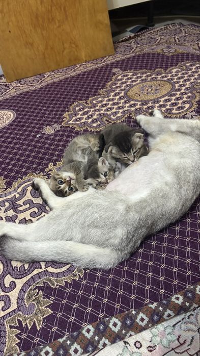 Продается вислоухи кот