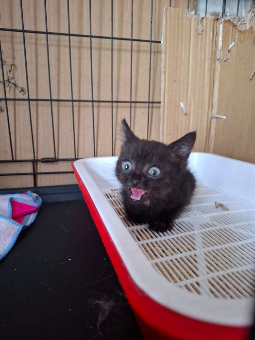 Котёнок девочка игривая