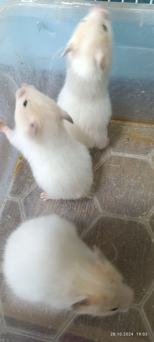 Хомячки Сирийские!