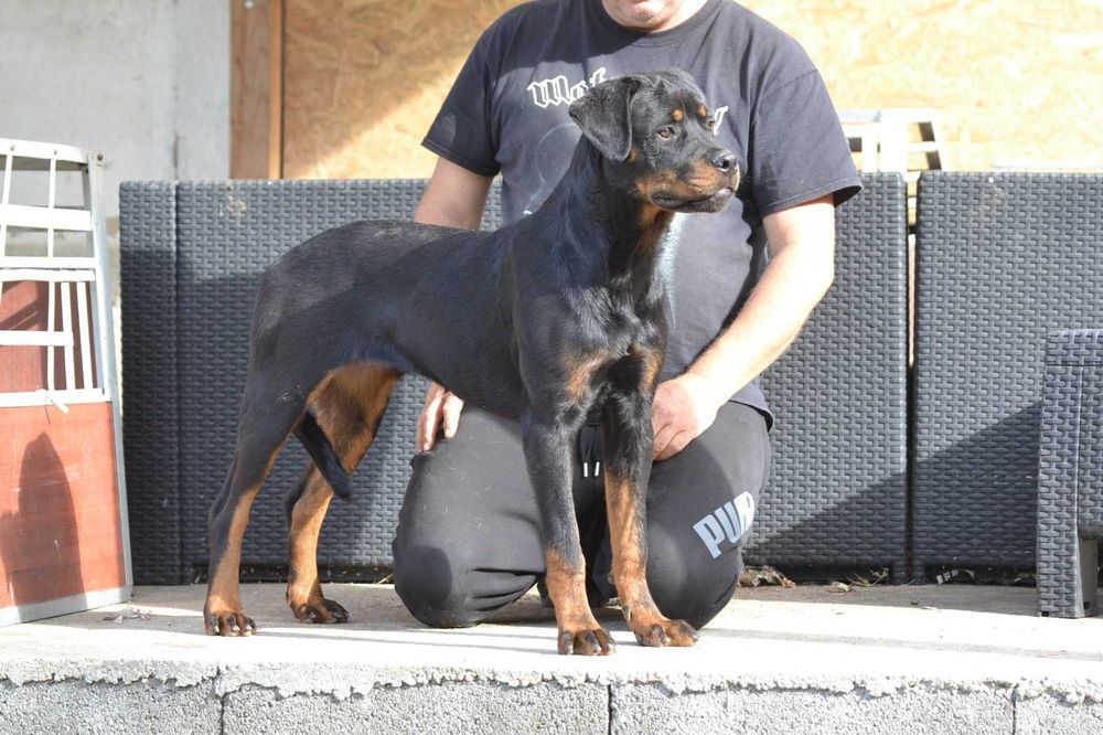 Femela rottweiler 7 luni
