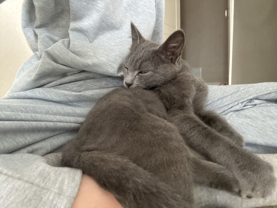 Пристраивается КОТ