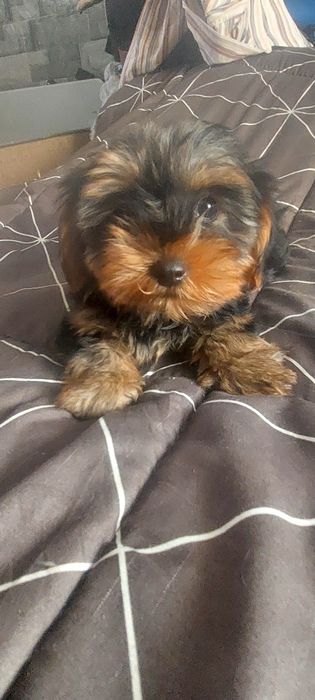Yorkshire Terrier Gold