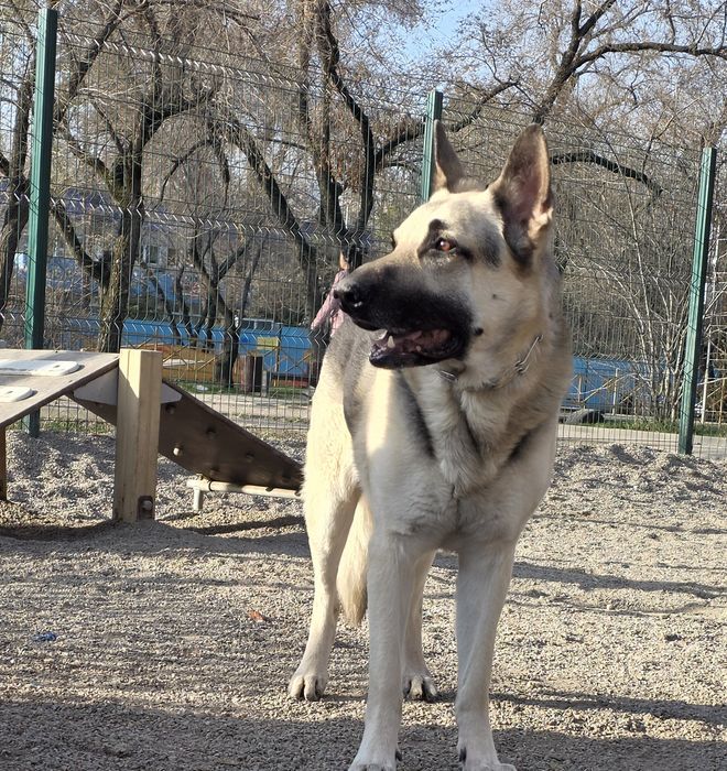 ВЕО  кобель на вязку