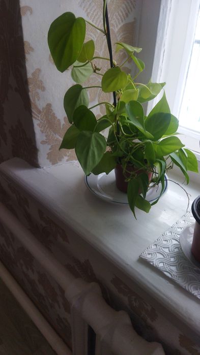 Комнатные цветы продам