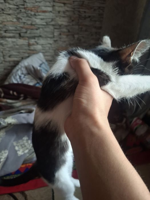 Продам котенка хорошую