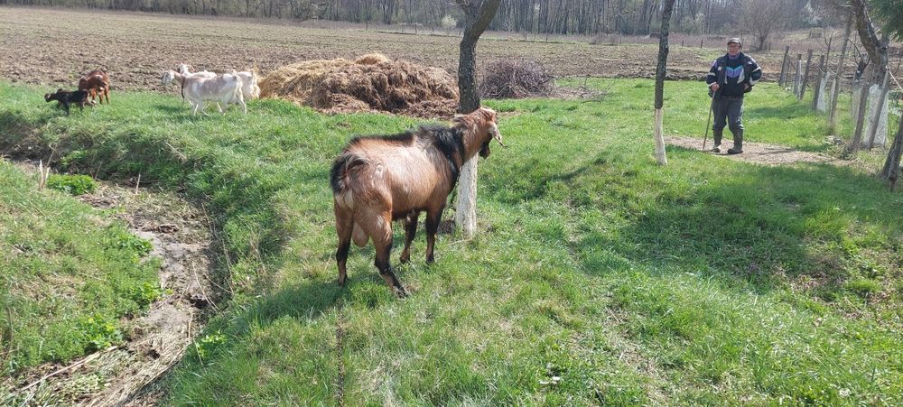 Vând Țap Anglonubian