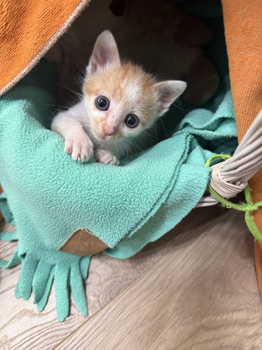 Малко мъжко коте
