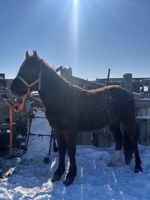 Жеребец, айгыр, лощадь