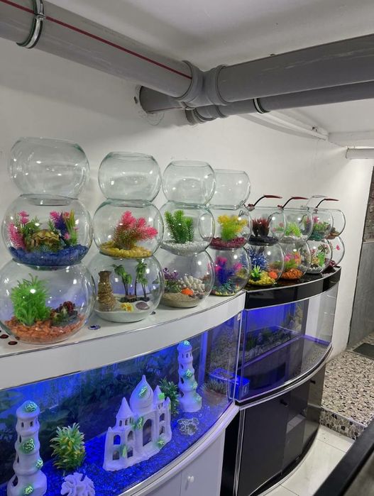 Dumaloq Akvarium Har Xil Turdagi