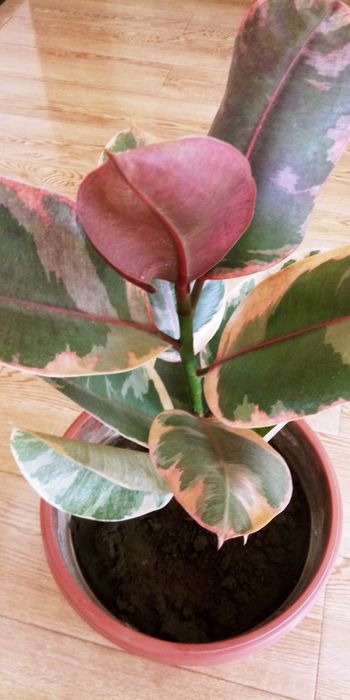 Фикус крупнолистный мраморный