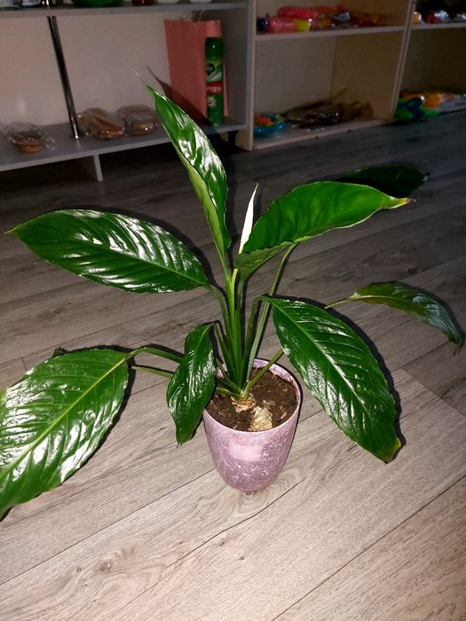 Долларовые цветы для офиса и  для дома