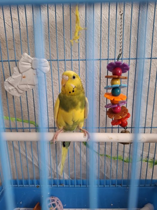 Продам волнистого попугая