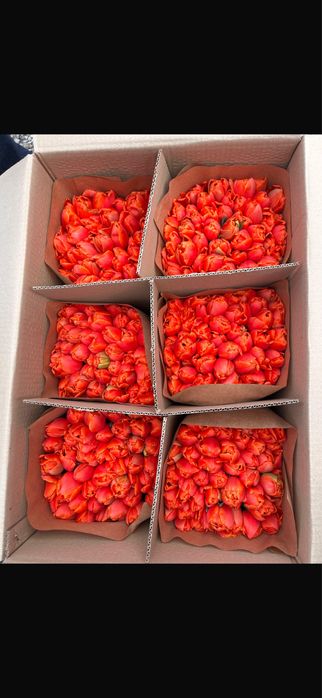 Тюльпаны по 690 премиум