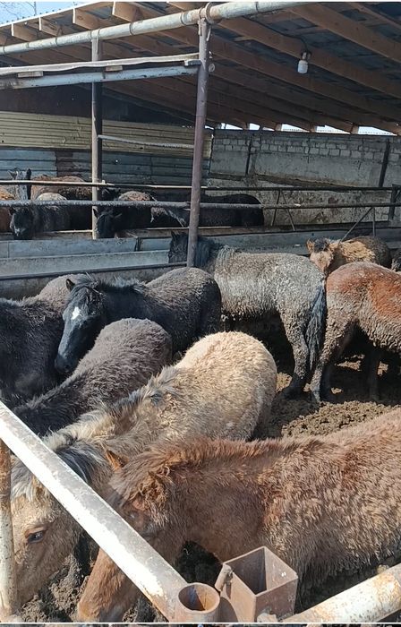 Жылқылар сатылады откромнан